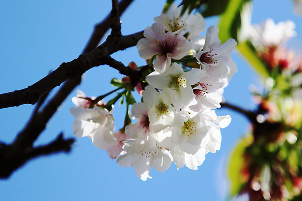 [Sakura]