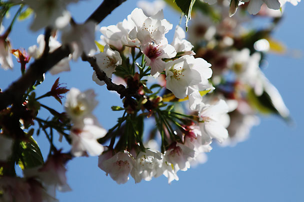 [Sakura]