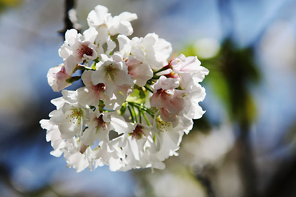 [Sakura]