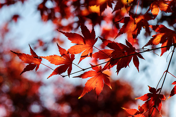 [Fall Leaf]