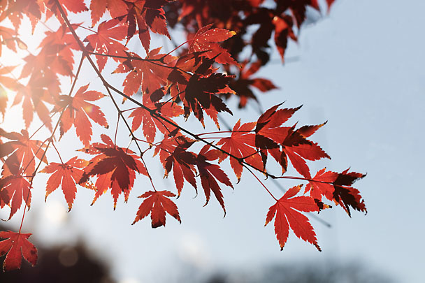 [Fall Leaf]