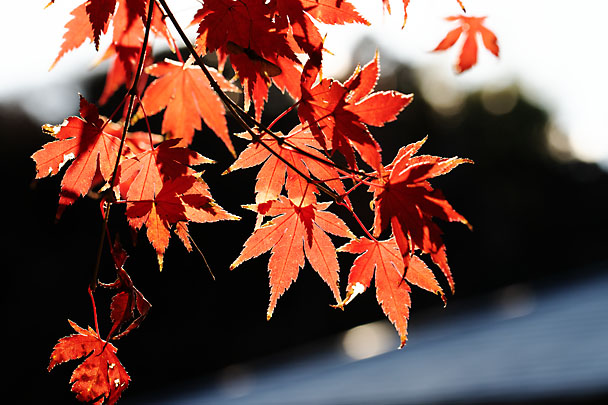 [Fall Leaf]