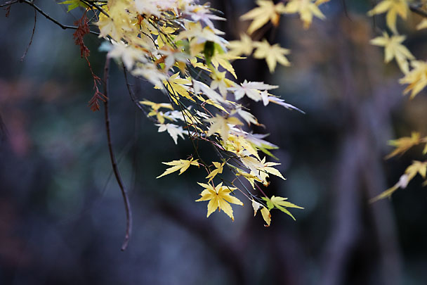 [Fall Leaf]