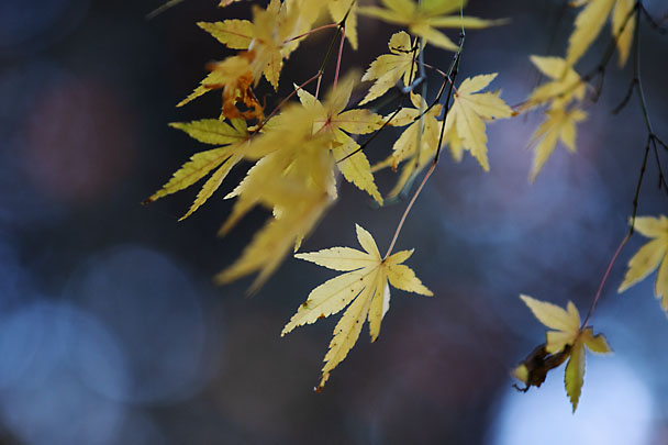[Fall Leaf]