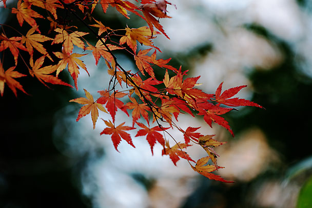 [Fall Leaf]