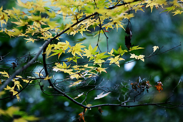 [Fall Leaf]