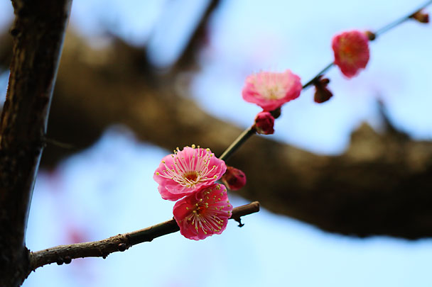 [Apricot Tree]