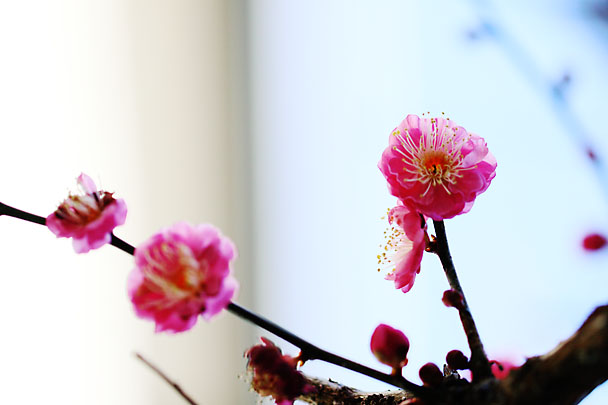 [Apricot Tree]