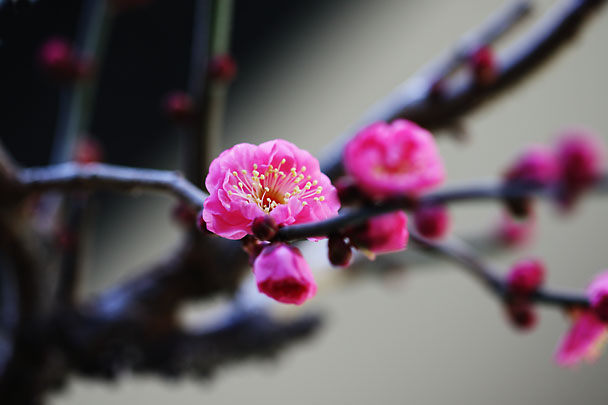 [Apricot Tree]