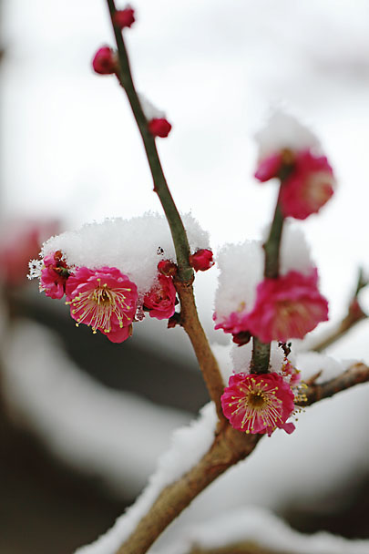 [Apricot Tree]