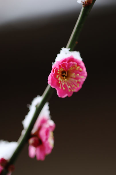 [Apricot Tree]