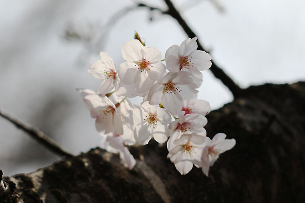 [SAKURA]