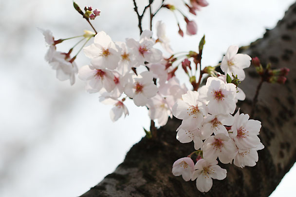 [SAKURA]