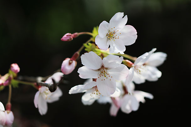 [SAKURA]