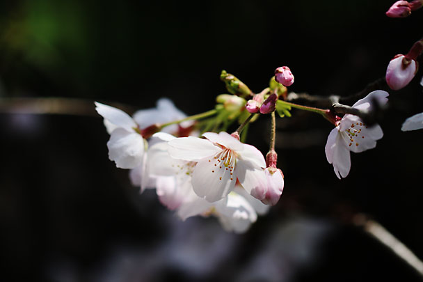 [SAKURA]