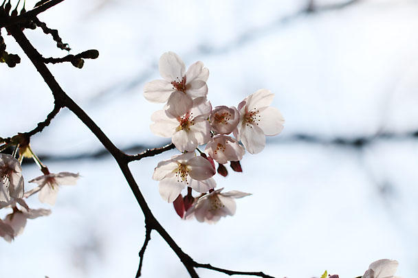 [SAKURA]