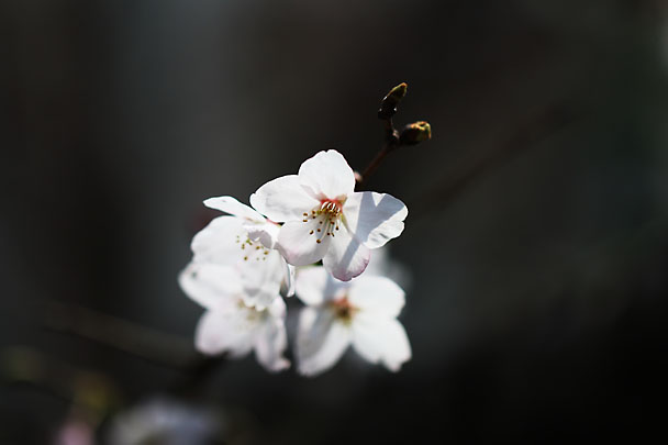 [SAKURA]