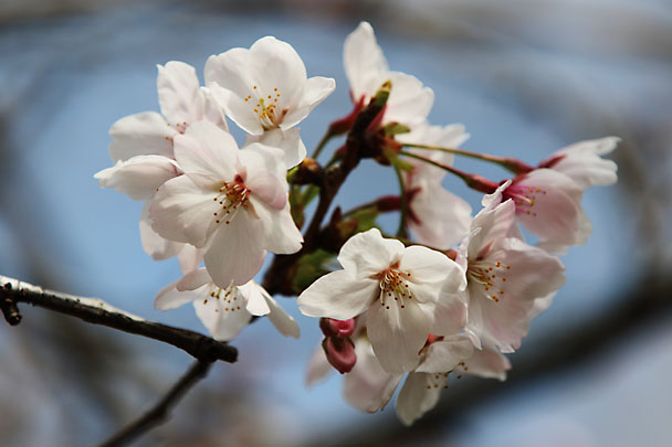[SAKURA]