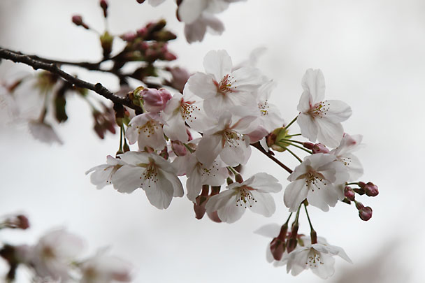 [SAKURA]