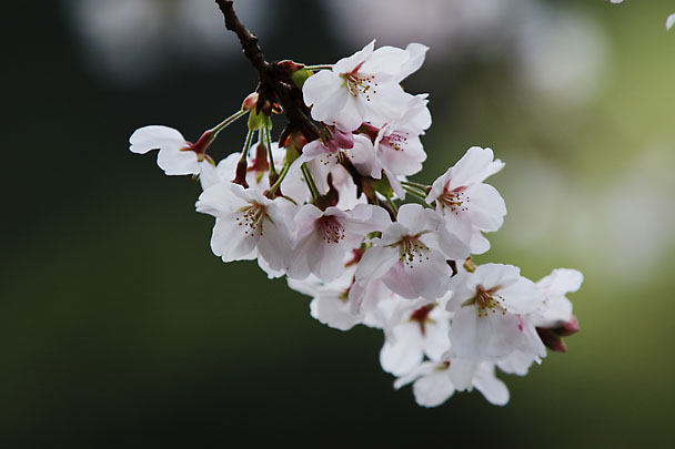 [SAKURA]