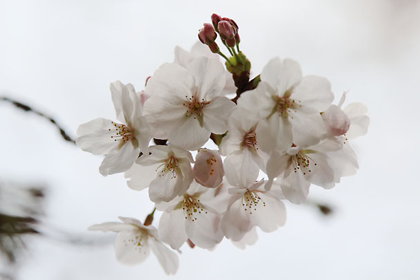 [SAKURA]