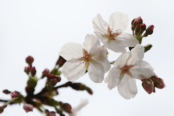 [SAKURA]