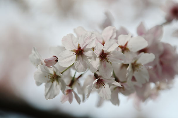 [SAKURA]